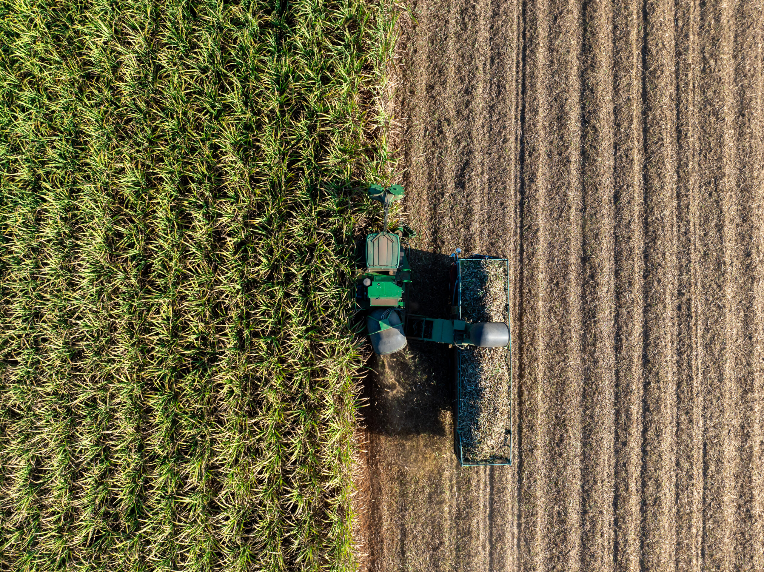 Cana-de-açúcar e energia limpa: a agricultura brasileira como protagonista