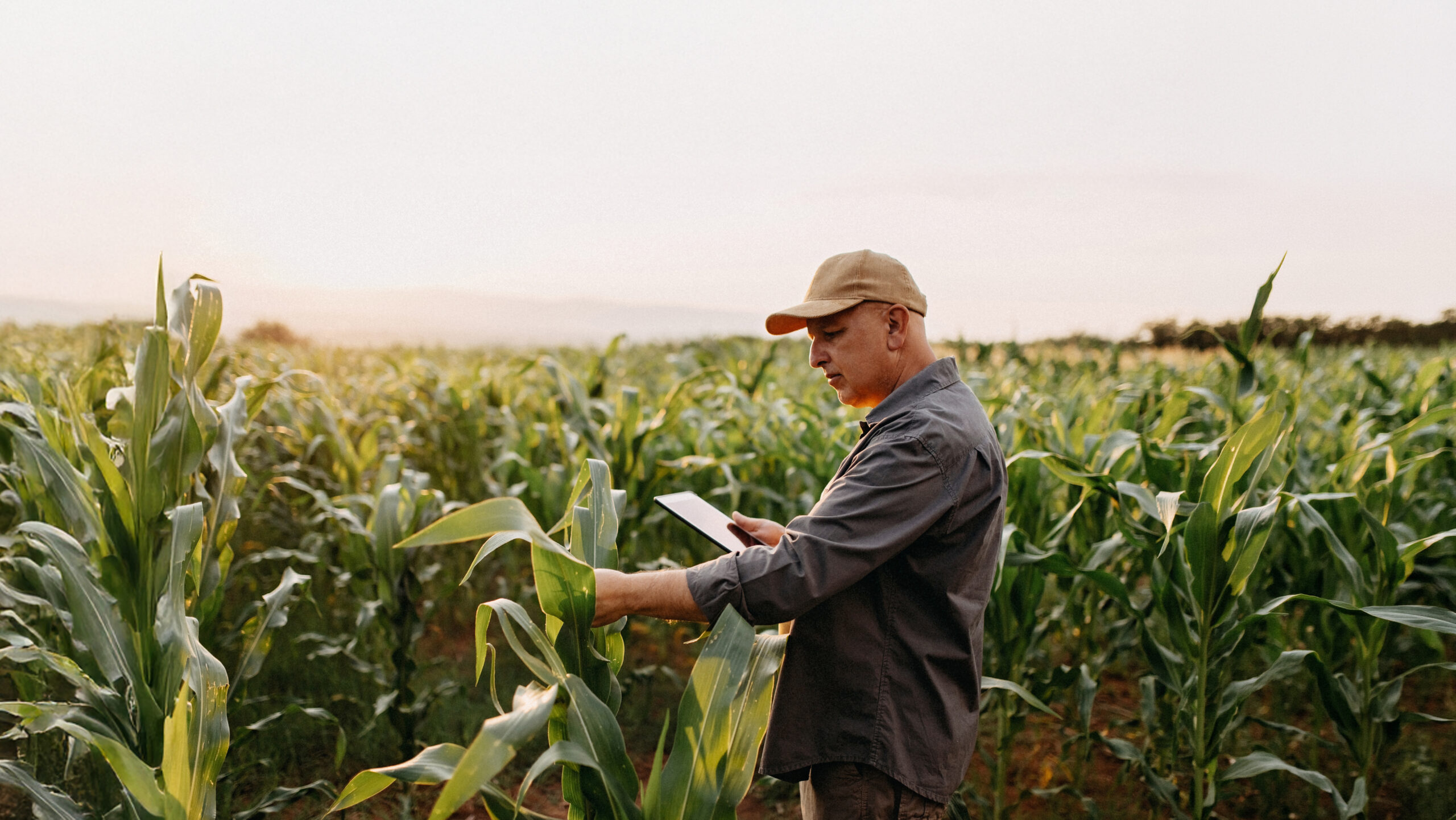 A participação do agronegócio no PIB e nas exportações