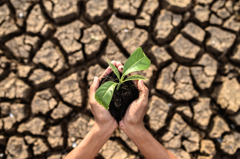 El Niño 2026: como a agricultura tropical brasileira se adapta ao fenômeno climático